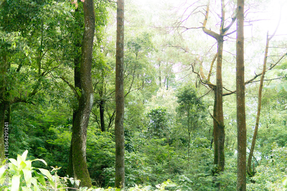 Tranquil forest scene shows lush trees and vibrant undergrowth in the daytime environment. Tranquil forest scene shows lush trees and vibrant undergrowth in the daytime environment.