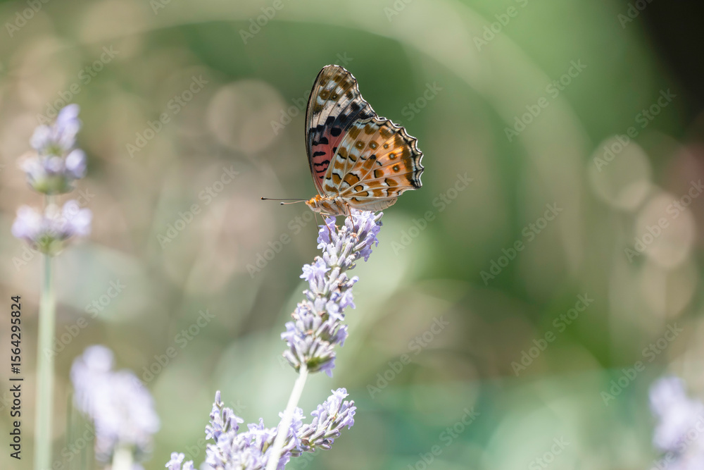 Obraz premium ラベンダーの花とツマグロヒョウモン