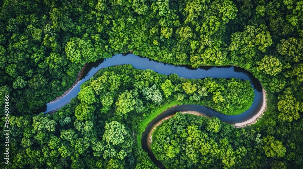 Fototapeta premium Lush green forest with a winding river