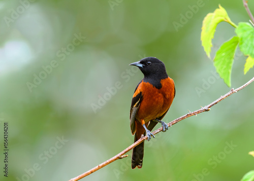 Orchard Oriole
