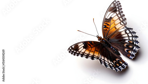 Close-up of a Butterfly Isolated on White Background – Detailed Wings, Minimalist Nature Concept, Ideal for Print, Design, and Educational Use