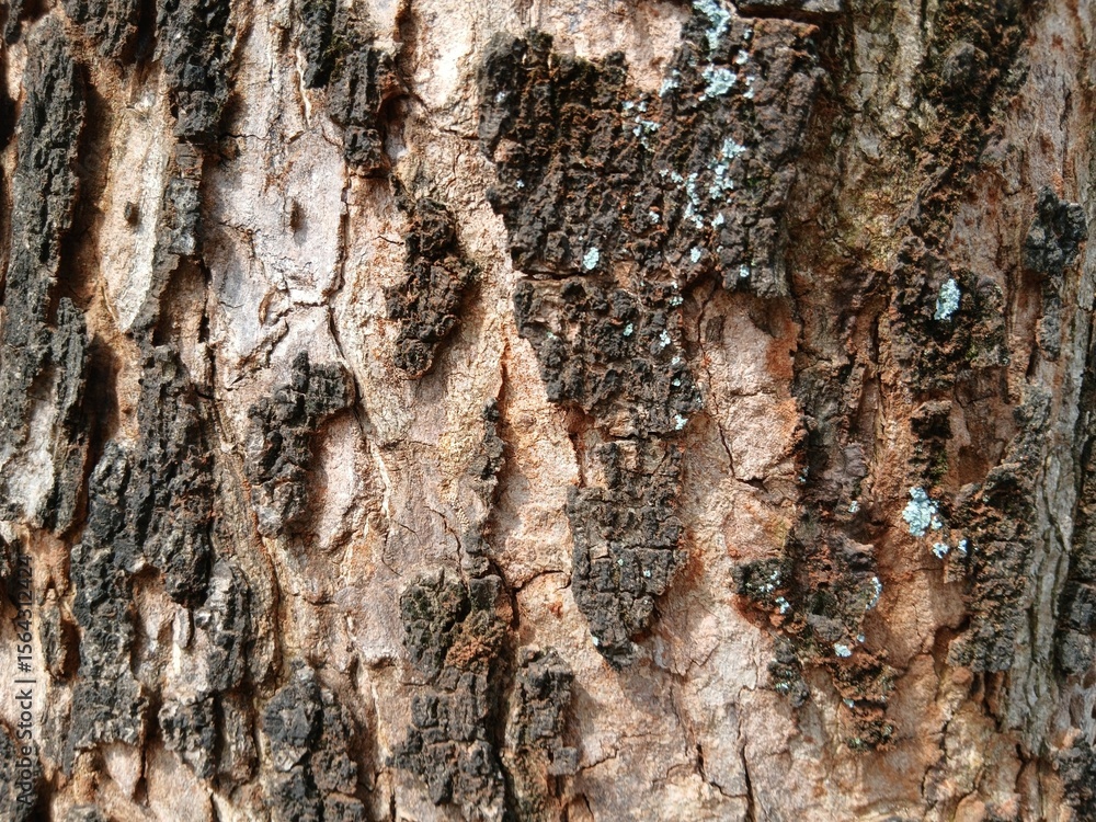 Fototapeta premium Close up of old tree bark with abstract texture.