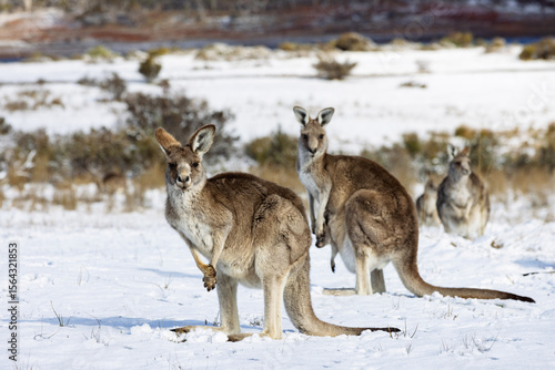 Beautiful brown furred Eastern Grey kangaroos, some carrying baby joeys, eating grass in a snow covered field on a bright sunny wintery day. Captured on the New South Wales south coast.