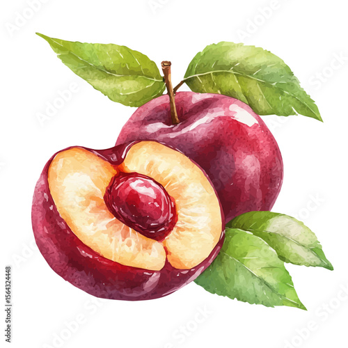 My Watercolor illustration with nectarine sliced painting isolated on a white background, illustration, AI painting design, vector illustration set, eps format, My illustration