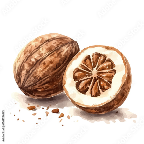 My Watercolor illustration with nutmeg painting isolated on a white background, illustration, AI painting design, vector illustration set, eps format, My illustration