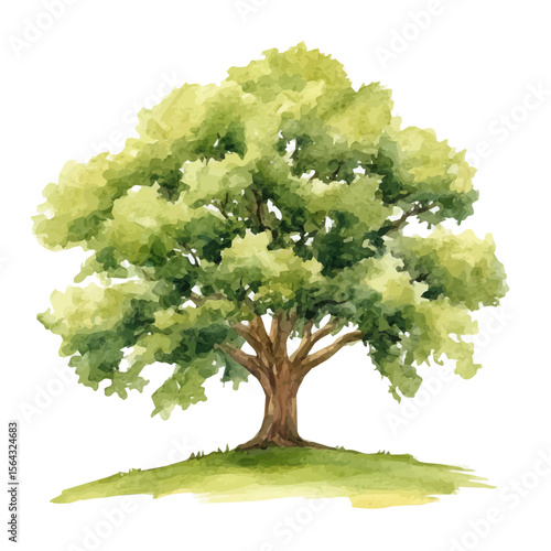 My Watercolor illustration with oak_tree painting isolated on a white background, illustration, AI painting design, vector illustration set, eps format, My illustration