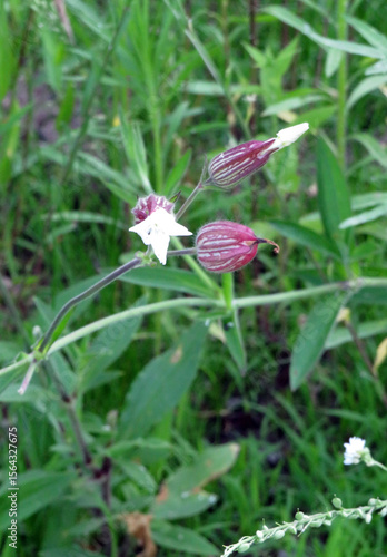Bladder Campion