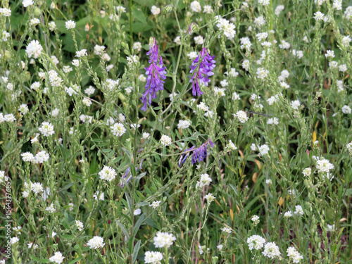 Prairie Flowers w Vetch