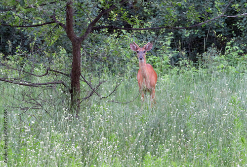 Deer in Field