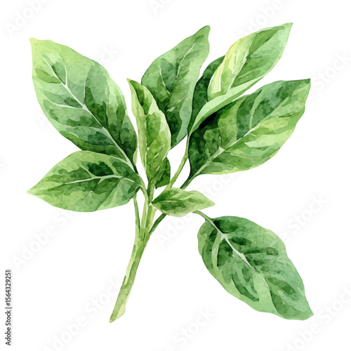 My Watercolor illustration with pesto leaves basil painting isolated on a white background, illustration, AI painting design, vector set, eps format, My illustration design, leaf