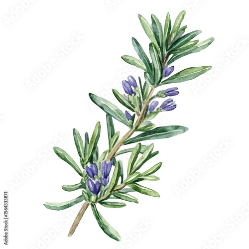 My Watercolor illustration with rosemary leaf and flower painting isolated on a white background, illustration, AI painting design, vector set, eps format, My illustration design, vector collection