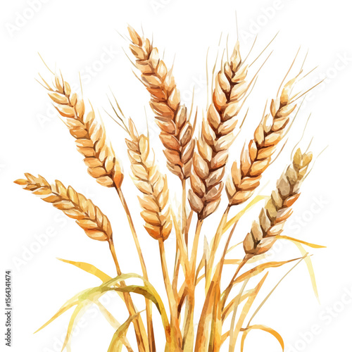 My Watercolor illustration with wheat stack painting isolated on a white background, illustration, AI painting design, vector set, eps format, My illustration design