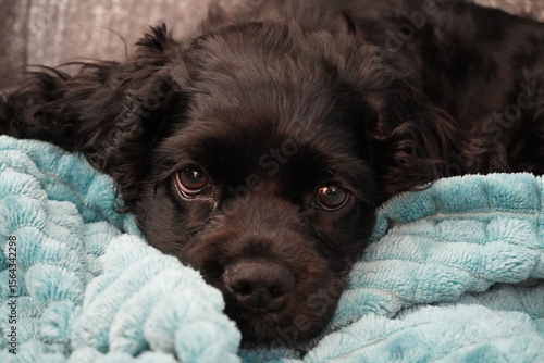 Obraz na płótnie Black Cocker Spaniel