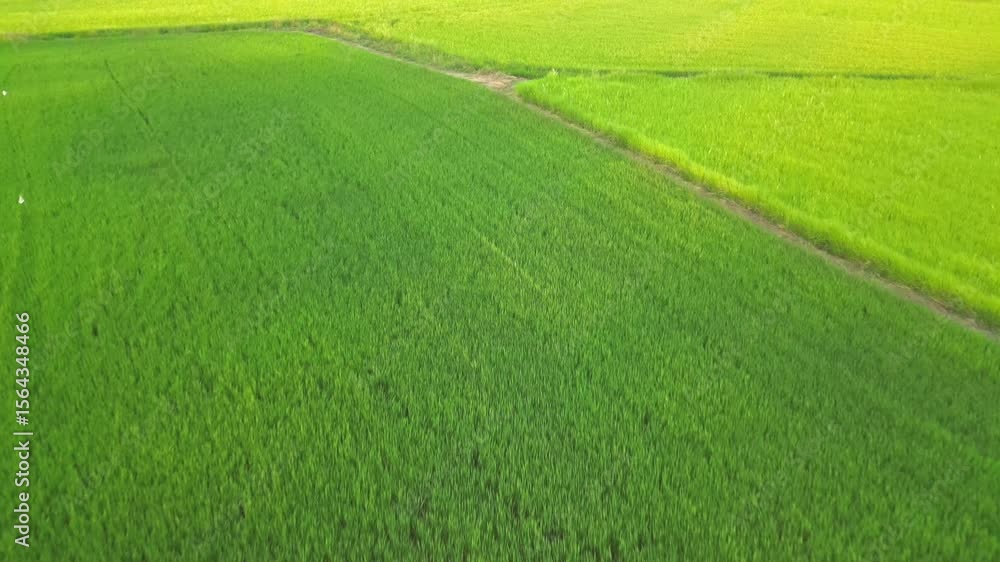 Vibrant Green And Yellow Rice Fields In Thailand Asia Drone Track Forward 4K 60FPS Vibrant Green And Yellow Rice Fields In Thailand Asia Drone Track Forward 4K 60FPS