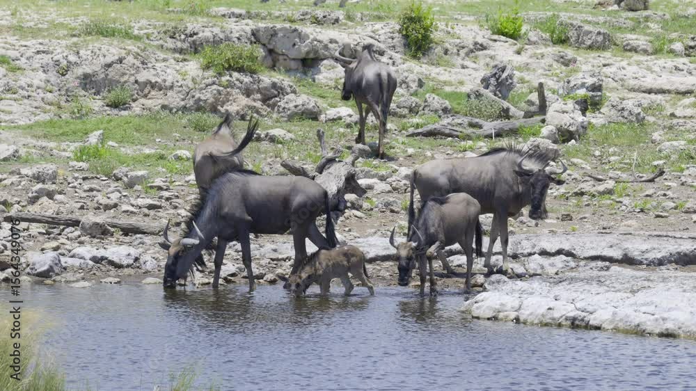 Blue Wildebeest (Connochaetes taurinus) small group with female and calf , drinking from a pond, Etosha N.P., Namibia Blue Wildebeest (Connochaetes taurinus) small group with female and calf , drinking from a pond, Etosha N.P., Namibia