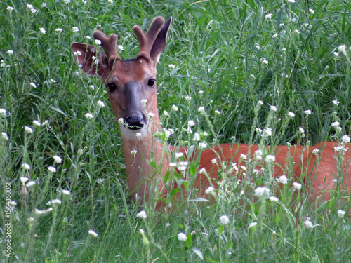 Deer Resting