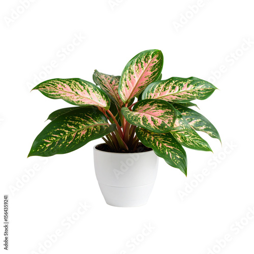 A vibrant green houseplant in a pot displays healthy foliage, a symbol of growth and nature's decoration for any home