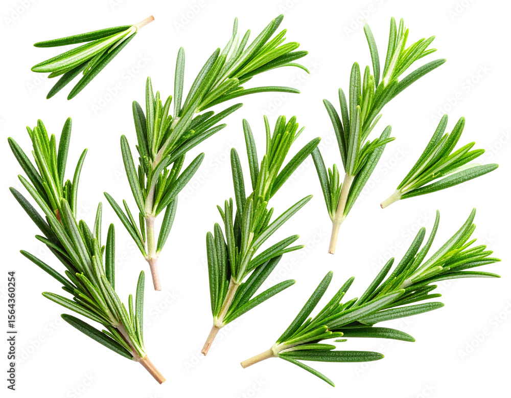 Obraz premium Scattered Fresh Rosemary Leaves and Sprigs, Minimal Composition, Isolated on Transparent Background
