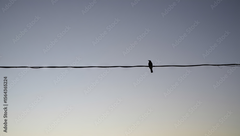 A bird sits quietly on a power line as dusk approaches, silhouetted against a gradient sky of soft blues and purples, signaling the end of the day A bird sits quietly on a power line as dusk approaches, silhouetted against a gradient sky of soft blues and purples, signaling the end of the day