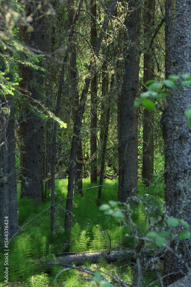 Obraz premium Serene view of a forest