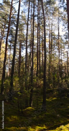 Wallpaper Mural Tall pines and other types of trees with orange foliage in autumn, snow foliage of trees growing wild in the forest in eastern Europe Torontodigital.ca