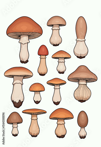A delicious-looking collection of cartoon edible mushrooms like boletus and porcini, perfect for culinary illustrations, recipe books, or autumn harvest themes.
