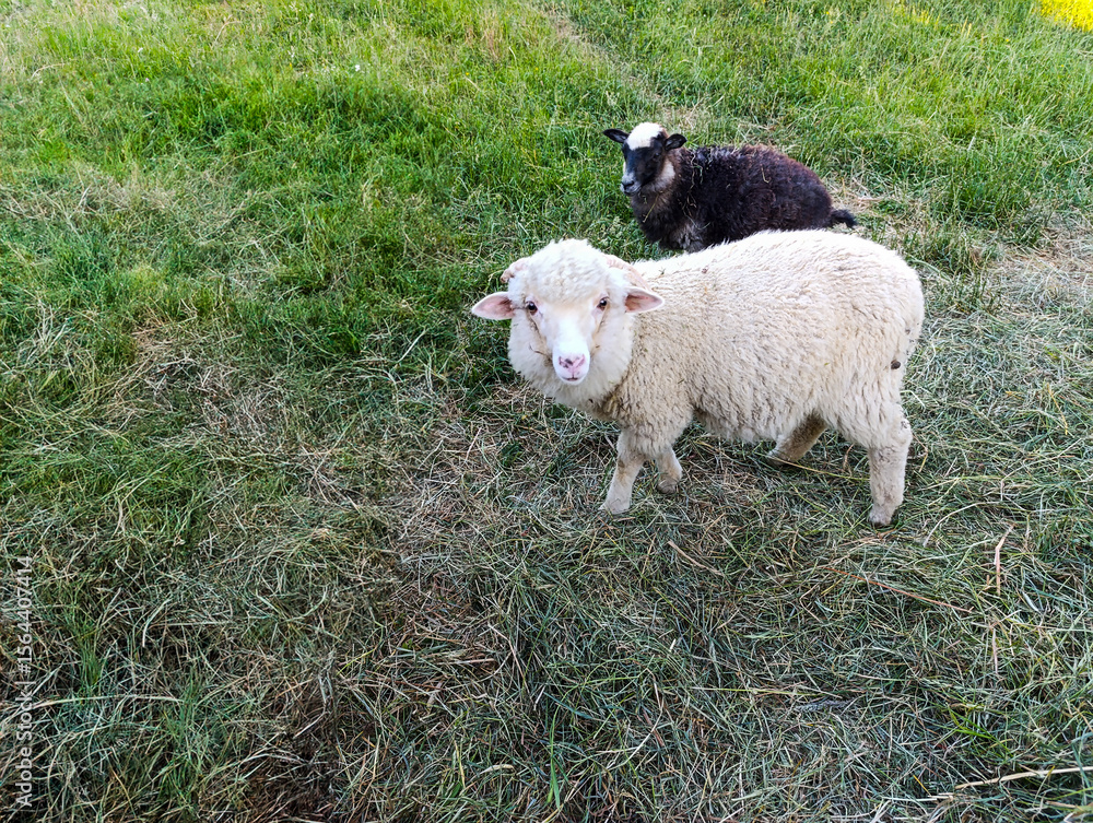 Obraz premium A sheep standing in a grassy field next to a black and white sheep