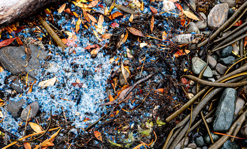 The Portuguese man o war Physalia physalis man-of-war bluebottle jelly fish new zealand on the ground shore in leaves