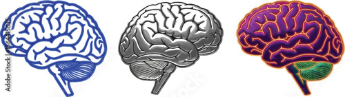 Three brain illustrations in blue gray and purple on a white background