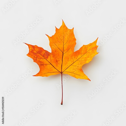 Vibrant Orange Maple Leaf Isolated on White Background