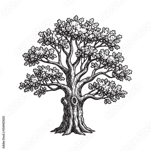 vintage oak tree engraving vector style