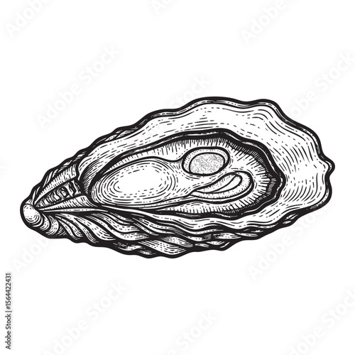 oyster engraving woodcut vector illustration