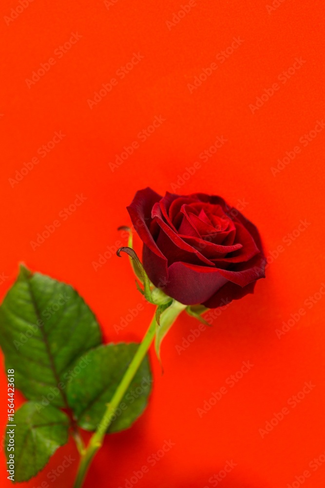 Fototapeta premium Close-up of rose against red background