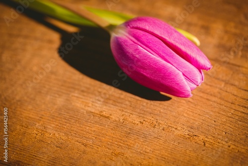 Fototapeta Naklejka Na Ścianę i Meble -  Pink tulip is lying on textured wood surface in vector illustration, casting shadow with warm light