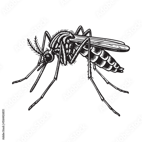 Mosquito Engraving Vector Illustration