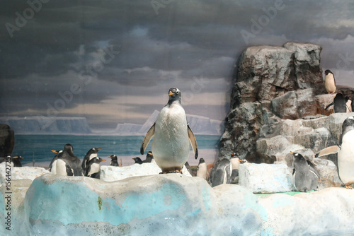 Nagoya, Japan – April 15, 2024: Gentoo penguins, the third-largest penguin species after Emperor and King penguins, are featured at the Port of Nagoya Public Aquarium.