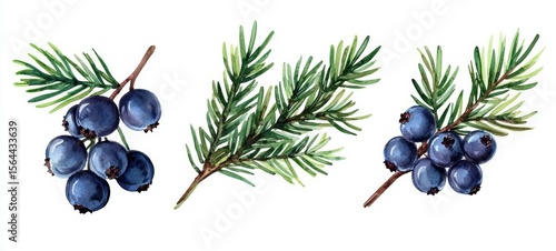 The intricate details of juniper berries highlighted in vivid watercolor.