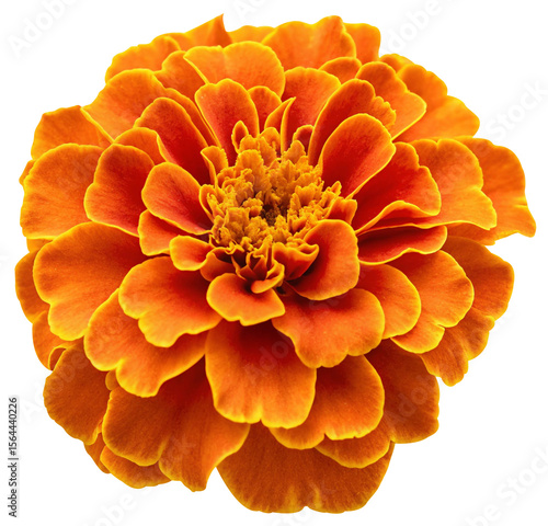 fresh marigold or tagetes erecta flower