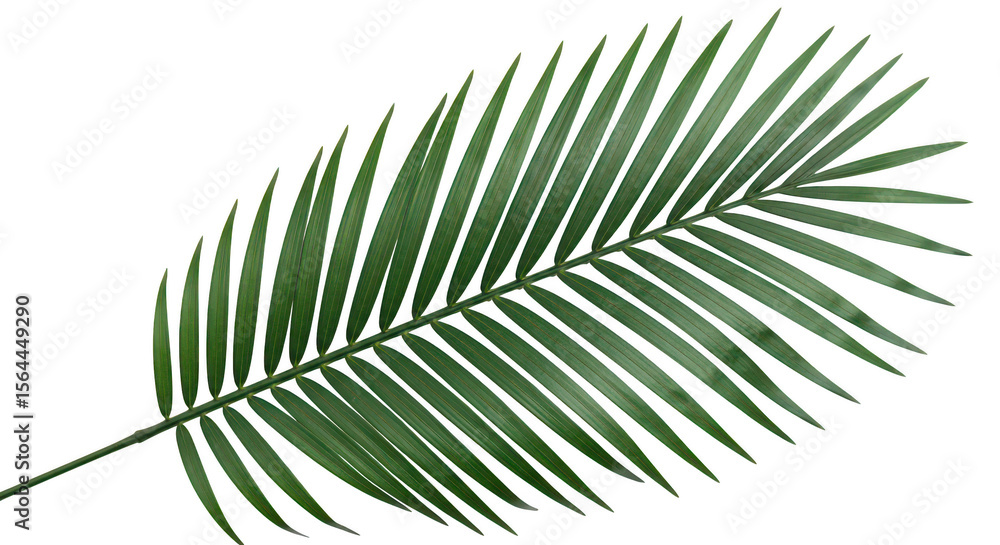 Obraz premium Single Palm Frond Lush Green Leaf