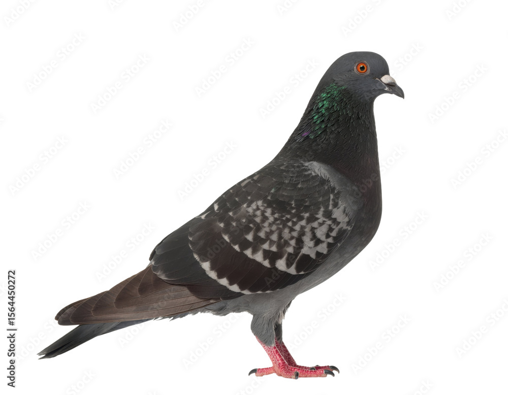 Fototapeta premium Rock pigeon with grey feathers, iridescent neck, and red eyes standing isolated on white background