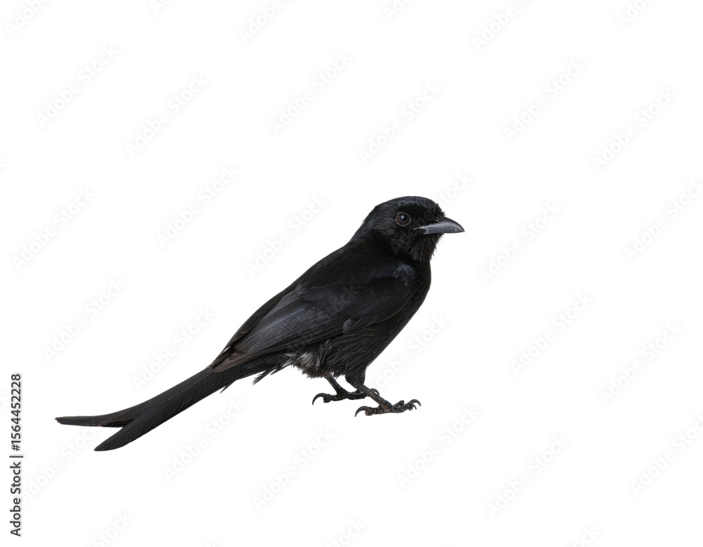 Obraz premium Black drongo bird with glossy feathers and forked tail perched isolated on white background