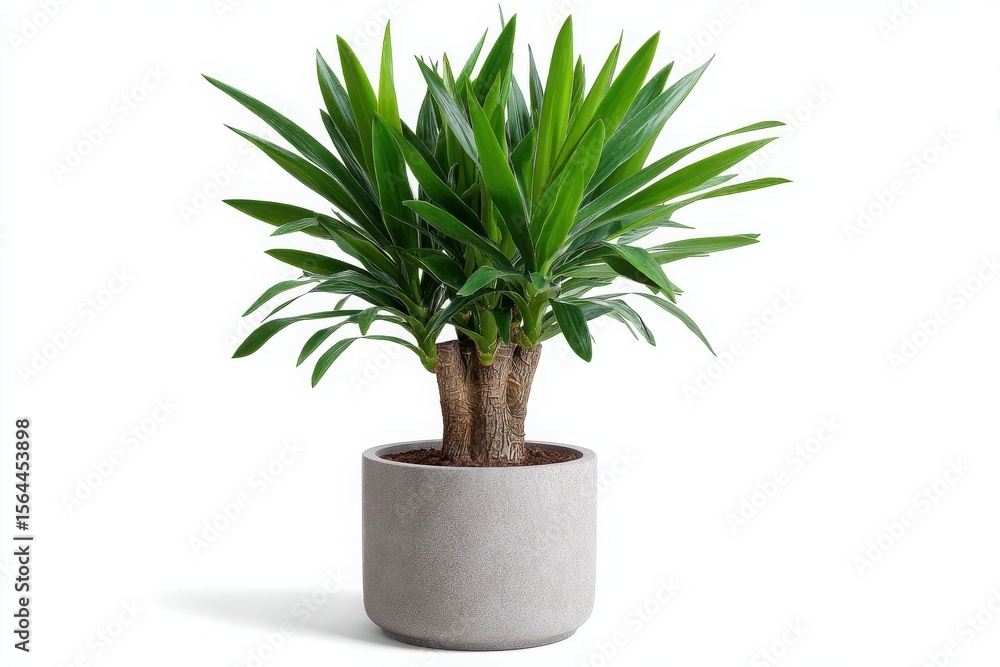 A lush green yucca plant with thick woody stems in a modern grey concrete pot against a clean white background A lush green yucca plant with thick woody stems in a modern grey concrete pot against a clean white background