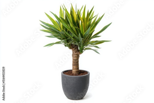 A vibrant yucca elephantipes plant with variegated green and yellow leaves in a dark gray textured pot against a clean white background