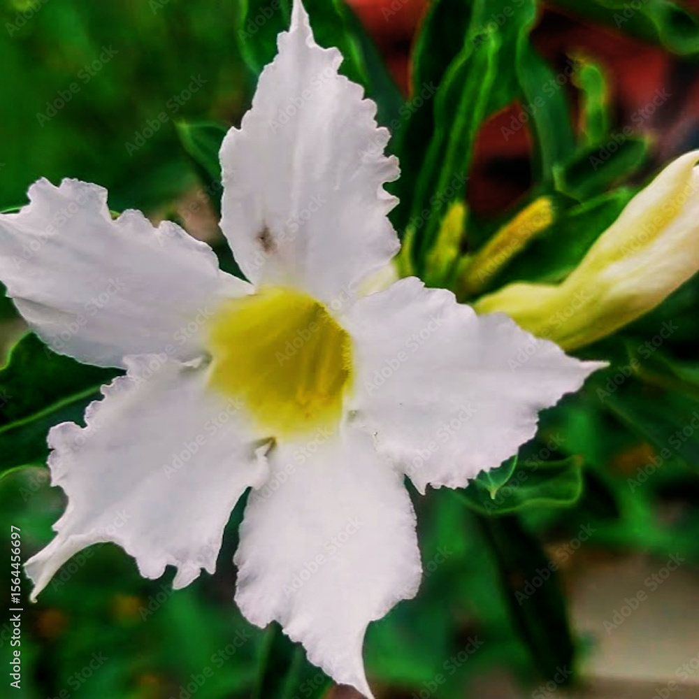 Obraz premium Une fleur dans un cour