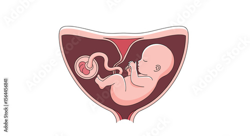 Understanding Fetal Development Inside the Uterus A Comprehensive Overview of Pregnancy Stages and Growth