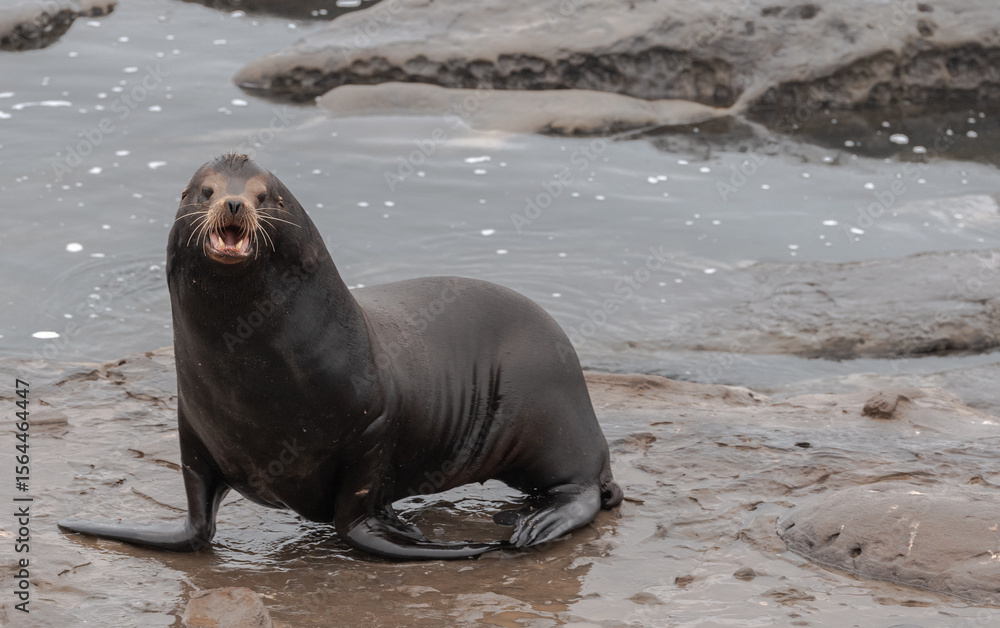 Naklejka premium Adult Sea Lion Close up