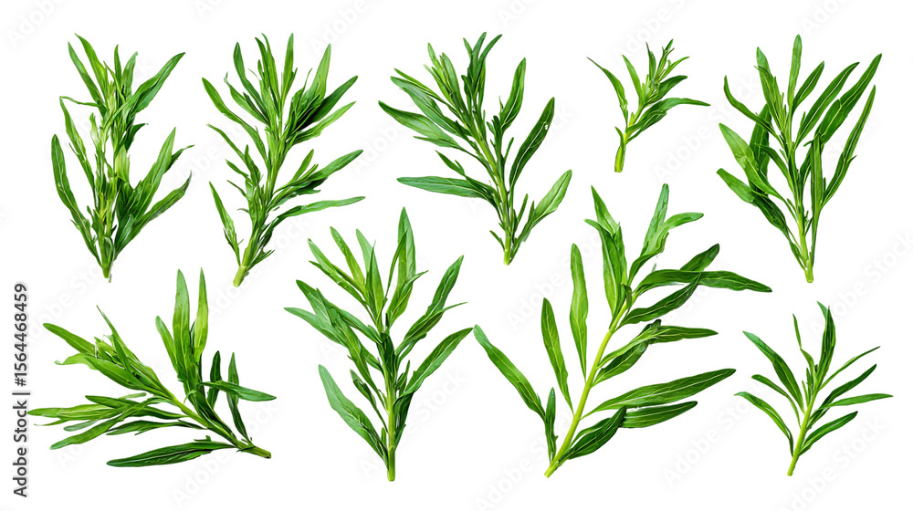 Obraz premium Collection of fresh tarragon sprigs, isolated on black background.