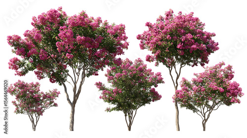 Collection of crape myrtle trees in various sizes, isolated on transparent background.