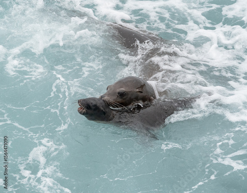 Mom and pup sea lion swimming in water
