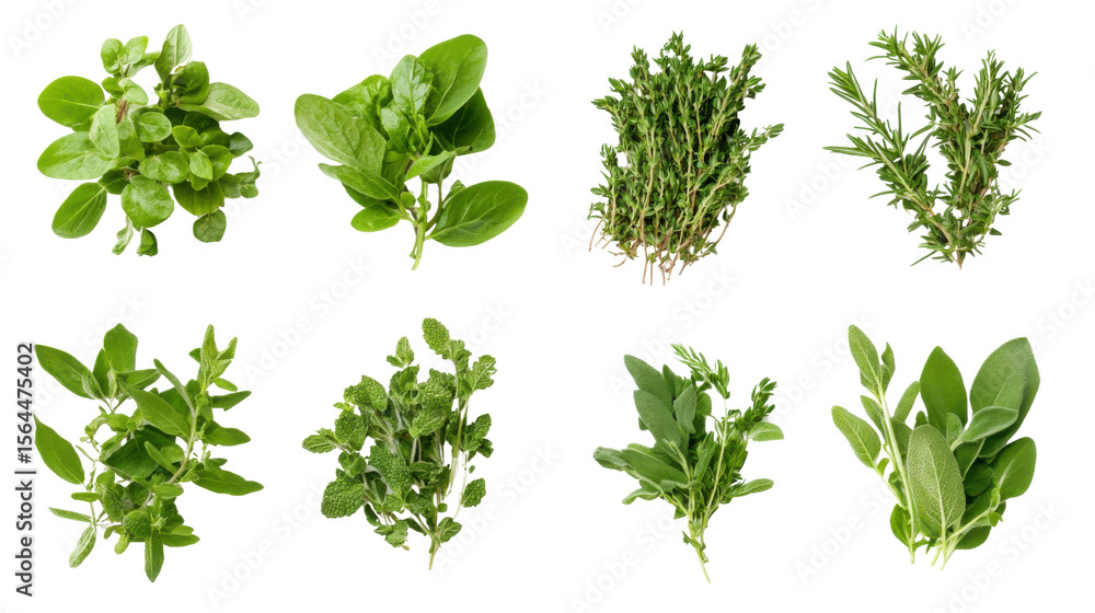 Obraz premium Set of Fresh Herbs and Spices Collection Isolated on White Background 